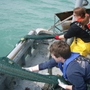 trawl